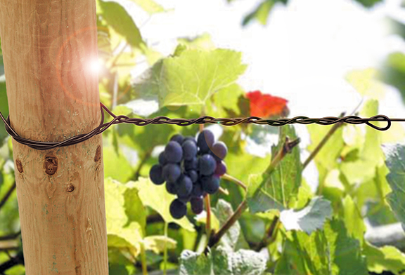 A bunch of grapes hanging on a vine.