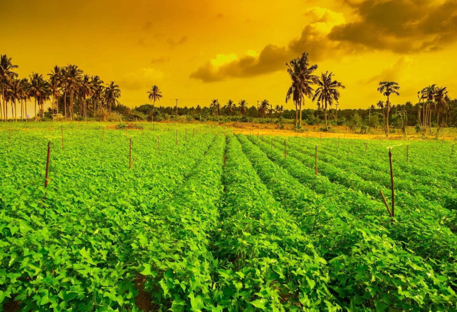 A field of green plants under a cloudy sky.