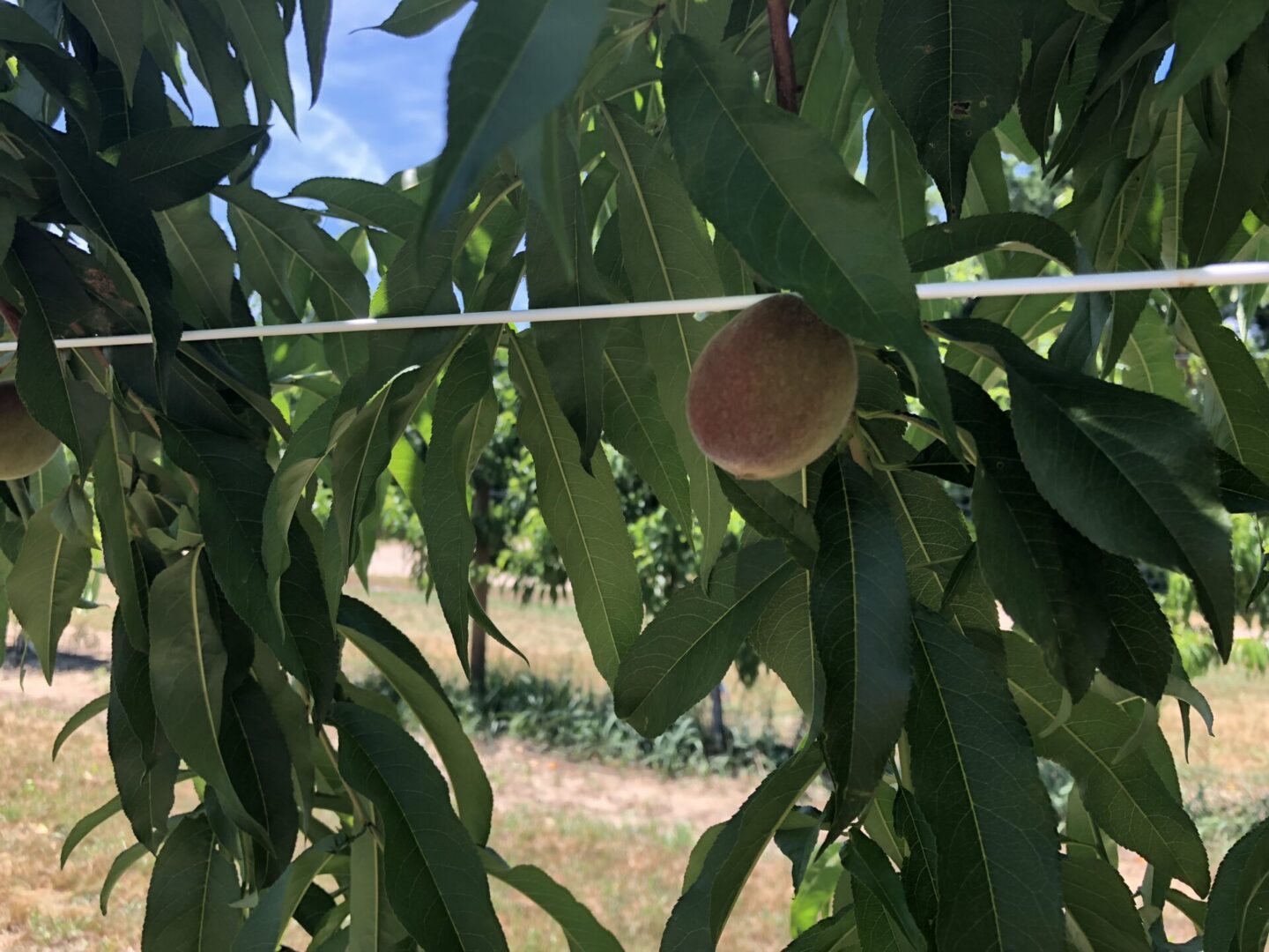 A peach hanging from a tree in the middle of an orchard.