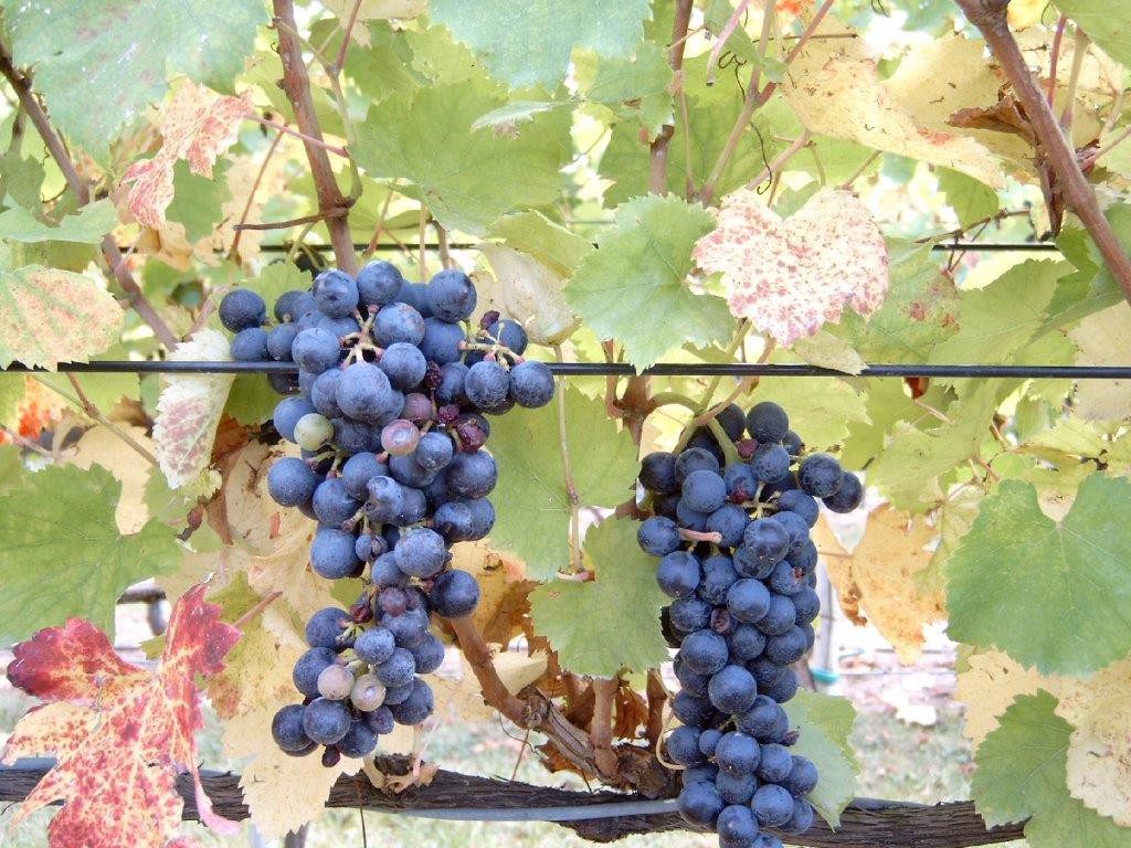 A bunch of grapes hanging from the vine.