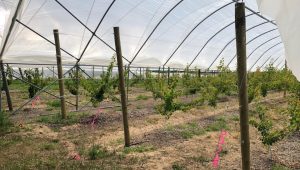 A large greenhouse with many trees in it