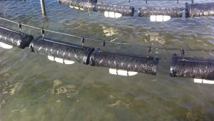 A group of pipes in the water next to each other.