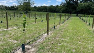 A vineyard with vines growing in the middle of it.