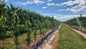 A dirt road running through an orchard with trees.
