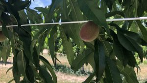 A peach hanging from a tree in the middle of an orchard.