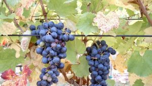 A bunch of grapes hanging from the vine.