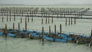 A large body of water with many poles in the middle.